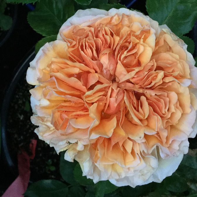 Роза Belle of the Ball (Белль оф зе Бал)