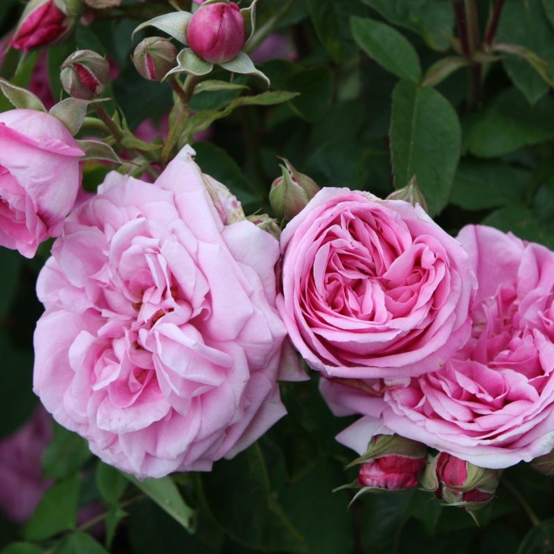 Английская роза гертруда джекилл фото и описание