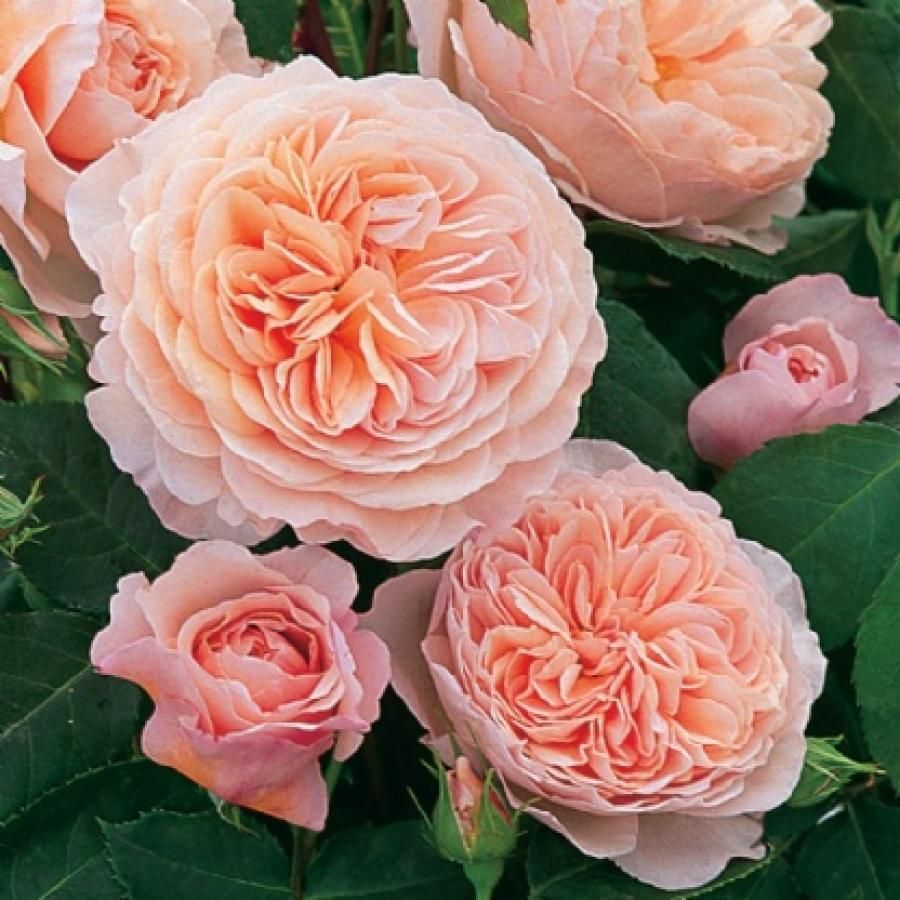 Роза английская розовая