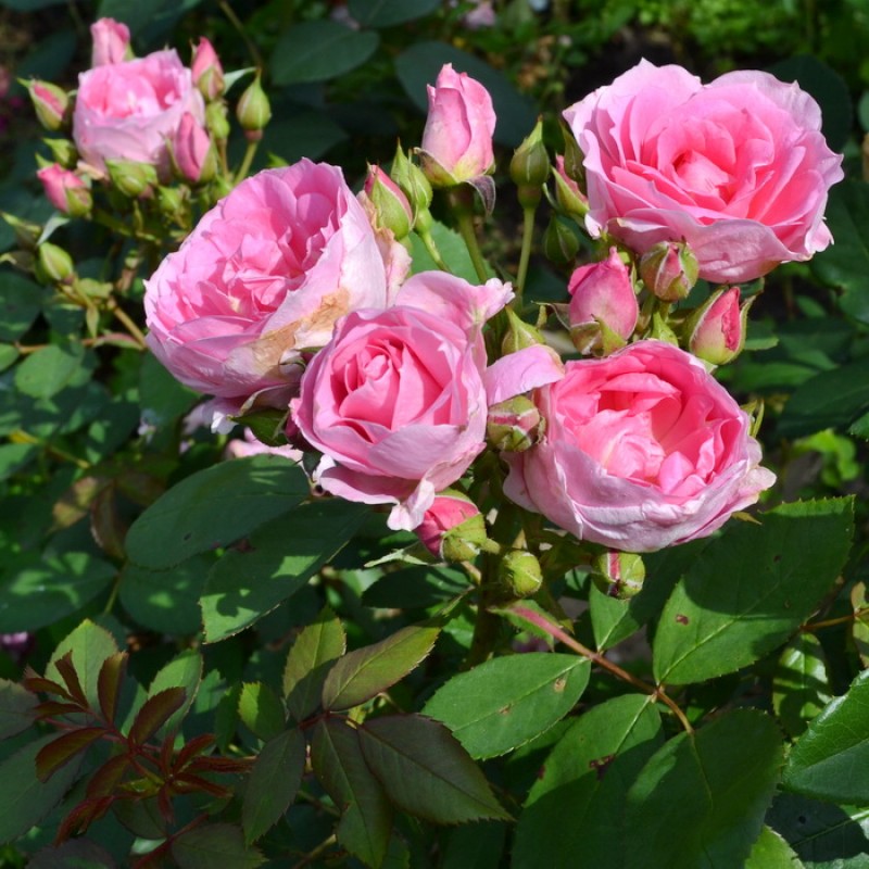 Розы парковые канадские фото и сорта фото