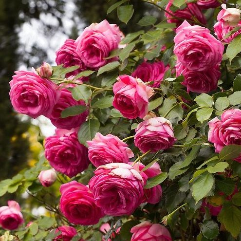 Роза плетистая Cyclamen Pierre de Ronsard/Цикламен Пьер де Ронсар