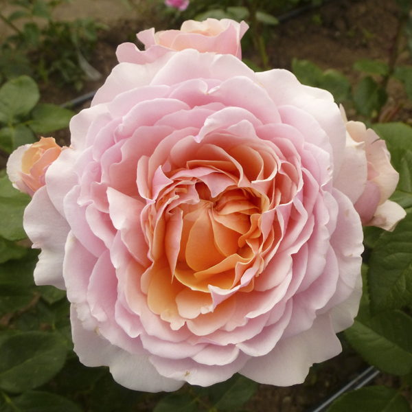 Роза Parfum d'Orleans/Парфюм д Орлеан