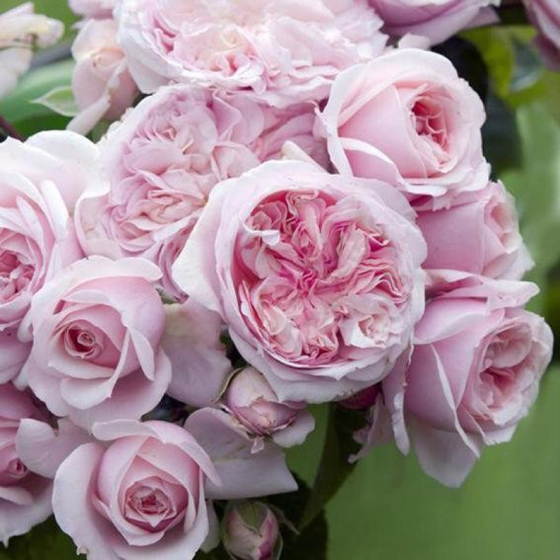 Роза CHATEAU BARBEYROLLES