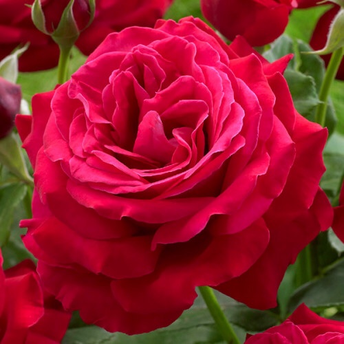 Sajenci Ros Ug — Розы,гортензии,лилии