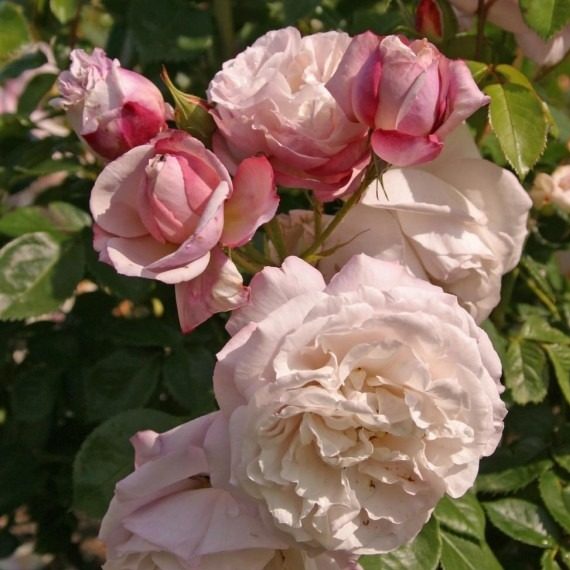 Роза Herkules/Геркулес