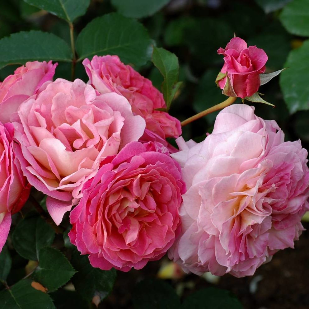 Роза шраб Chateau De VerteuilШато де Вертой