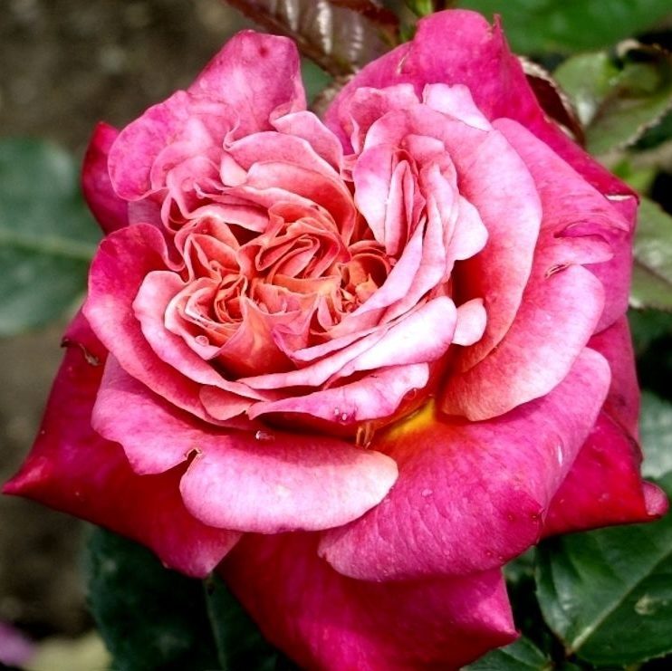 Роза Sourire De Deauville/Сурир де Дувиль