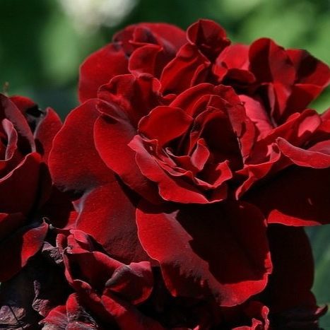 Роза Isabelle Renaissance