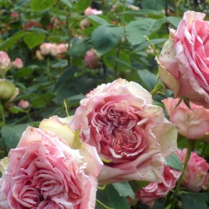 Роза плетистая Графиня Воронцова/Comtesse de Woronzoff