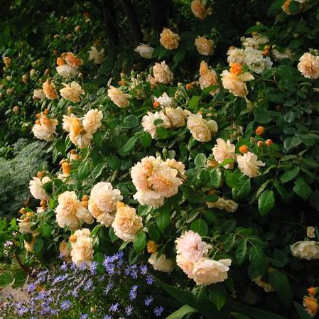 Роза Buff Beauty/Бафф Бьюти