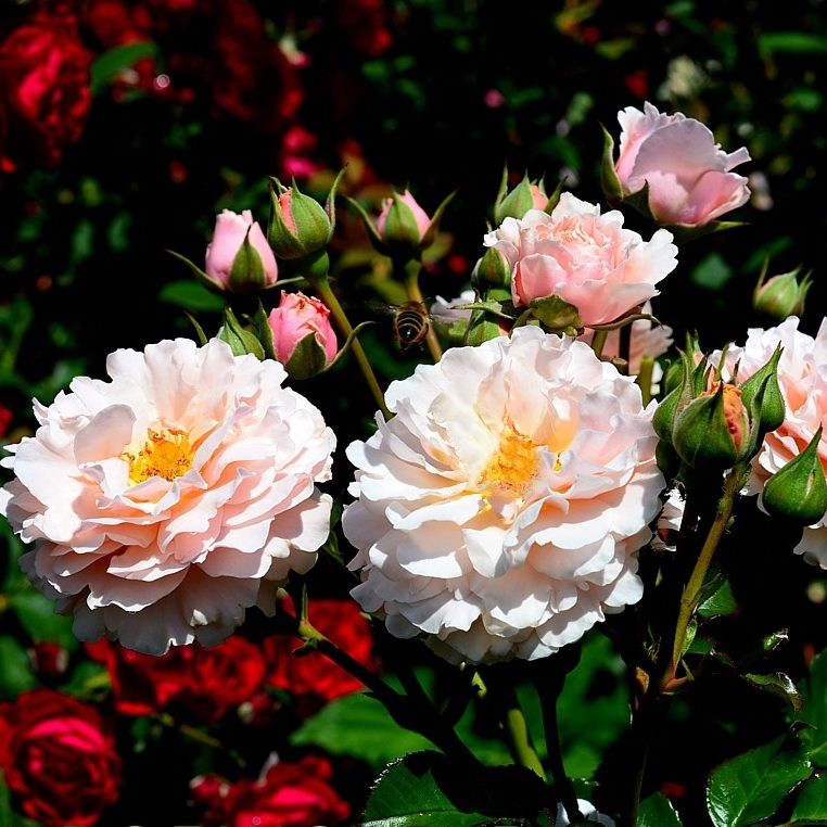 Роза Twiggy's Rose/ТВИГГИ'С РОУЗ