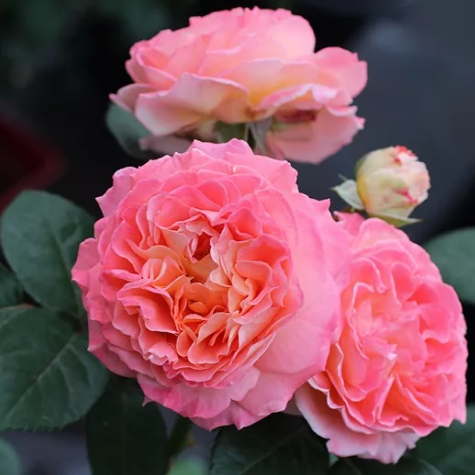 Роза Notre Dame du Rosaire/Нотр Дам дю Розер