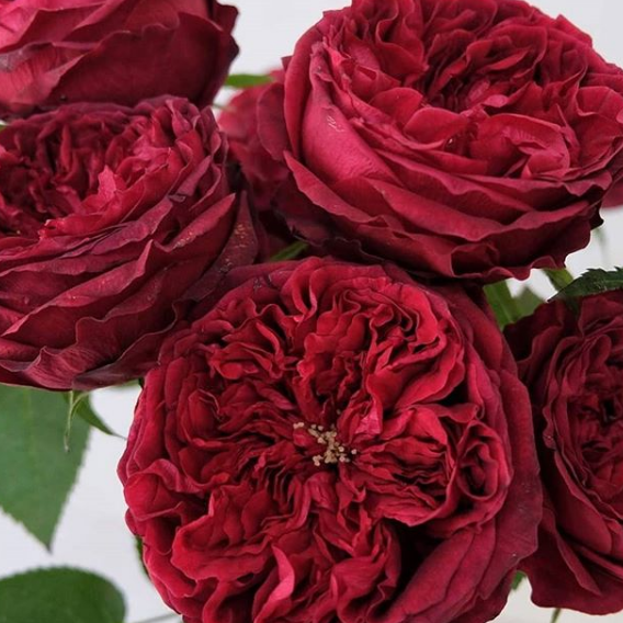 Роза английская Тесс/ Tess